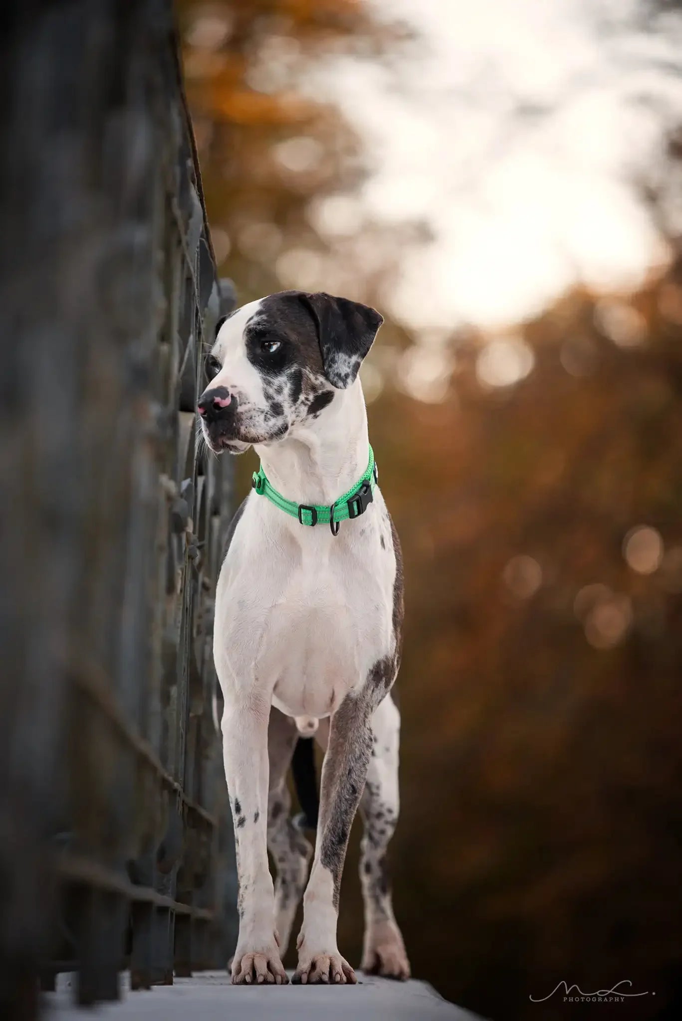 TrueLove Nylon Pet Collar Adjustable Padded Reflective Heavy Duty Training